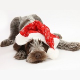 Spinone pup wearing a Santa hat