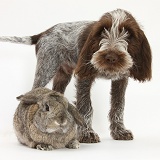 Spinone pup with rabbit