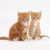 Two ginger kittens, 6 weeks old