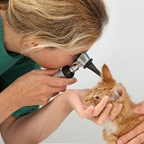 Vet using an otoscope to examine a ginger kitten's ear
