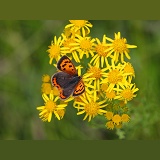 Small copper butterfly on ragwort