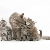 Maine Coon cat and kittens