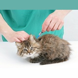 Vet administering a vaccination to a Maine Coon kitten