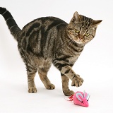 Tabby cat playing with a toy catnip mouse