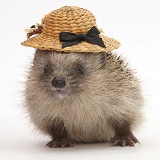 Baby Hedgehog wearing a straw hat