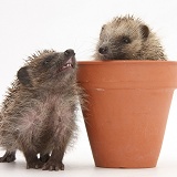 Baby Hedgehogs in a flowerpot