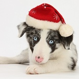Blue merle Border Collie puppy Wearing a Santa hat