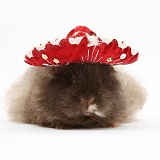 Shaggy Guinea pig wearing a Mexican hat
