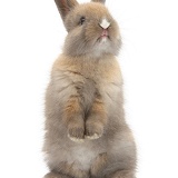 Baby rabbit standing up