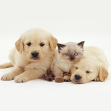 Two sleepy Golden Retriever pups with Birman kitten