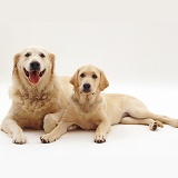 Golden Retriever and pup