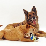 Alsatian and collie x terrier