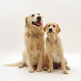 Golden Retriever and pup