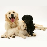 Golden Retriever with two pups