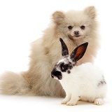 Pomeranian and black-and-white spotted rabbit