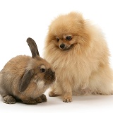 Pomeranian and rabbit