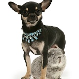 Black-and-tan Chihuahua bitch and silver Guinea pig