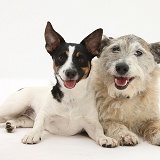 Jack Russell and Jack Russell-cross