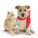 Ginger kitten with Jack Russell in a red neckerchief
