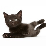 Black kitten, 7 weeks old