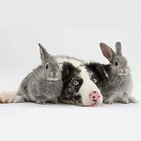 Border Collie pup and two silver baby rabbits