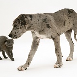 Great Dane pup and frightened grey kitten