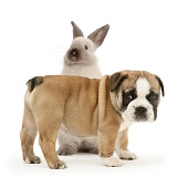 Bulldog pup and colourpoint rabbit