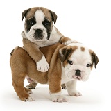 Bulldog pups