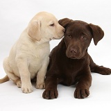 Yellow and Chocolate Labrador Retriever pups