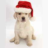 Yellow Labrador pup wearing a Santa hat