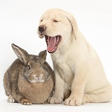 Yellow Labrador Retriever pup, 8 weeks old, and rabbit