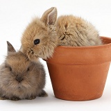 Two baby Lionhead-cross rabbits in a flowerpot