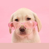 Yellow Labrador Retriever pup wearing glasses