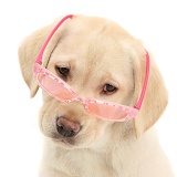 Yellow Labrador Retriever pup wearing glasses