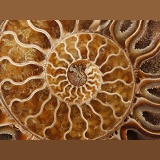 Pattern of sectioned ammonite