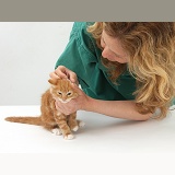 Vet examining a ginger kitten's ear