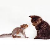 Tabby kitten interacting with baby Grey Squirrel
