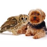 Yorkie and Tawny Owl