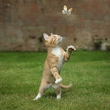 Ginger kitten swiping at a passing Orange-tip Butterfly
