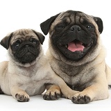 Fawn Pug dog and puppy, 8 weeks old