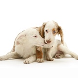 Miniature Dachshund pup and white Sheltie pup