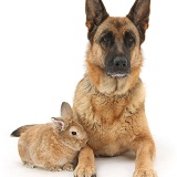 Alsatian and rabbit