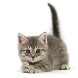 Grey tabby British Shorthair kitten