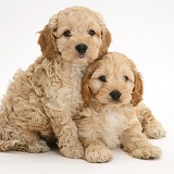 American Cockapoo puppies