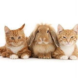 Ginger kittens with Sandy Lionhead-Lop rabbit