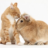 Ginger kitten with Sandy Lionhead-cross rabbit