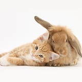 Ginger kitten and young Sandy Lop rabbit
