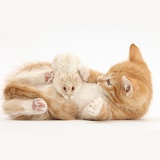 Ginger kitten and Russian Hamster