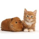 Ginger kitten, 7 weeks old, and red Guinea pig