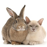 Young Burmese cat and agouti rabbit